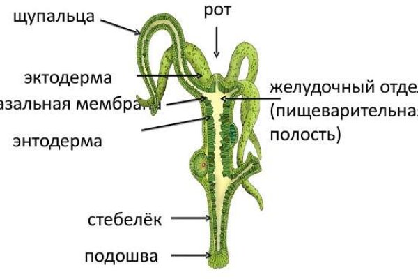 Как зайти на кракен с айфона