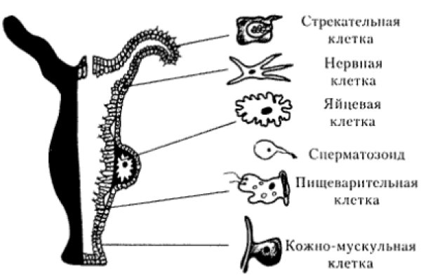 Кракен сайт покупок